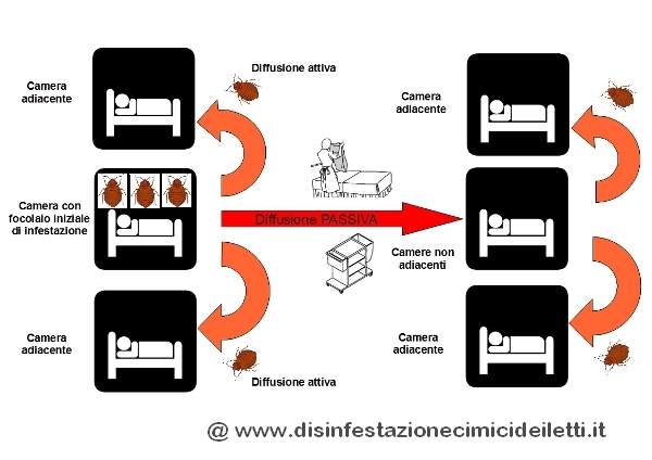 Diffusione passiva Cimex lectularius